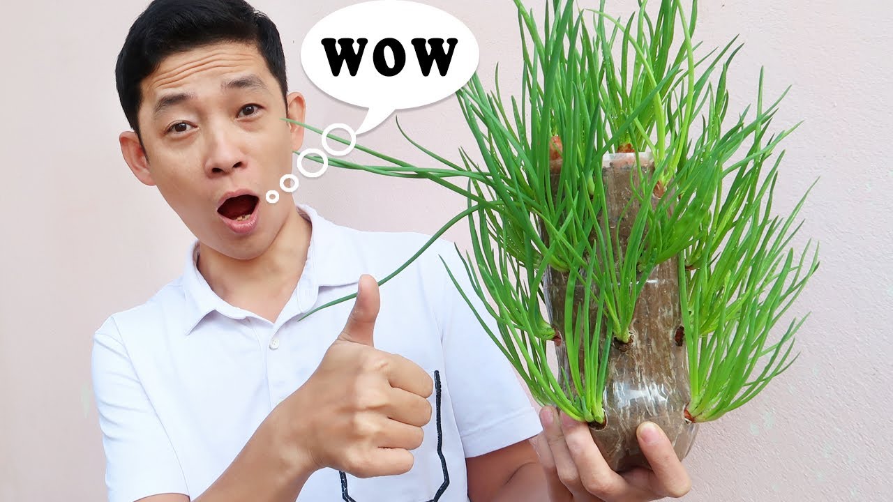 Growing Green Onions in Plastic Bottles Unique and Creative, Gardening Ideas for Home
