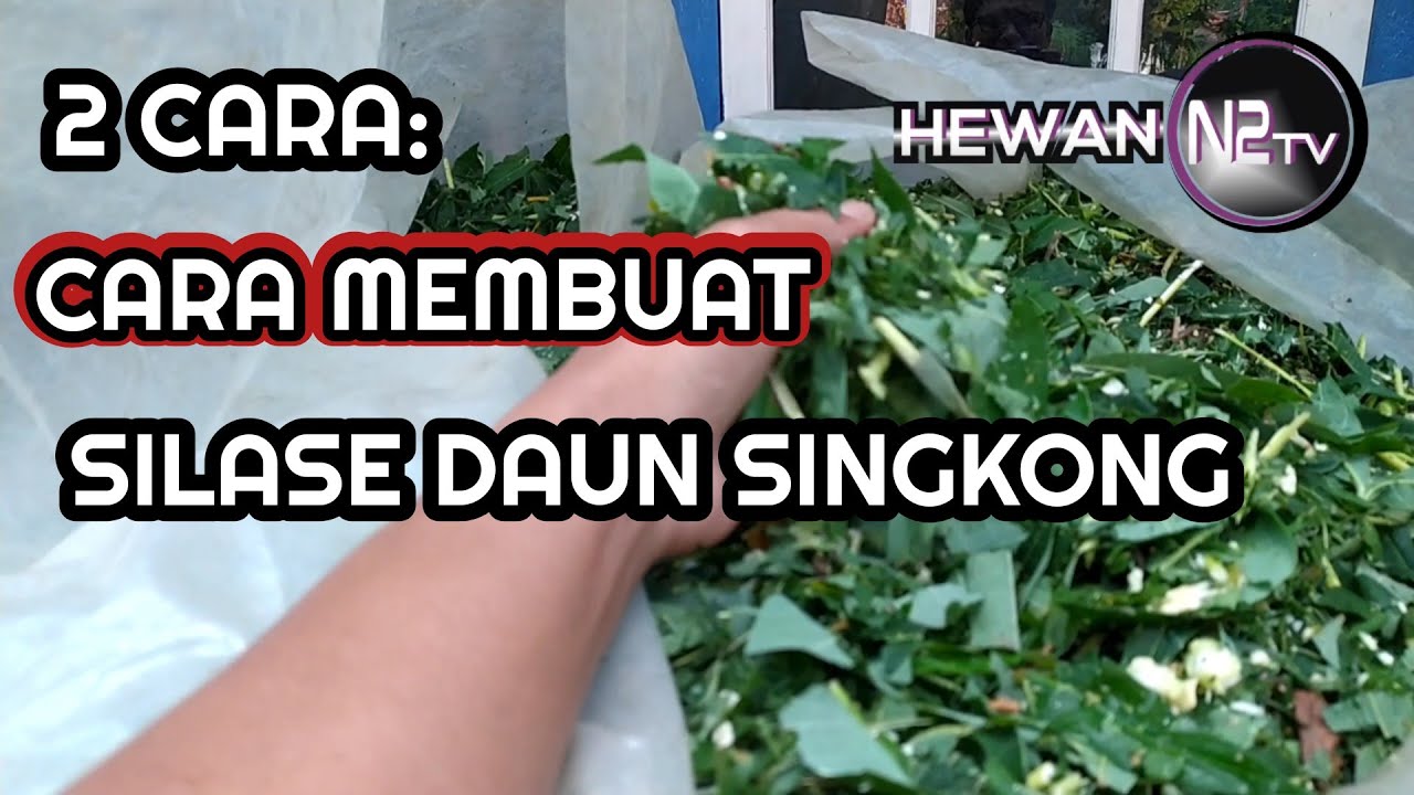TUTORIAL: 2 CARA MEMBUAT SILASE / FERMENTASI DAUN SINGKONG