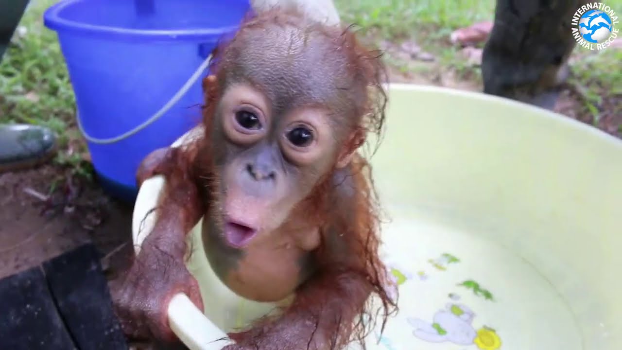 ORANGUTAN BABY SCHOOL!
