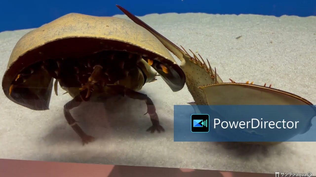 【健気】ひっくり返った仲間を助けたら、今度は自分がひっくり返ったカブトガニ【笠岡市立カブトガニ博物館】