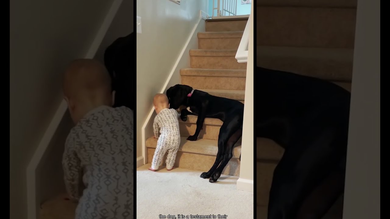 Dogs Being Protective ❤️🐶 | Loyal Dogs Guarding Their Owners & Families