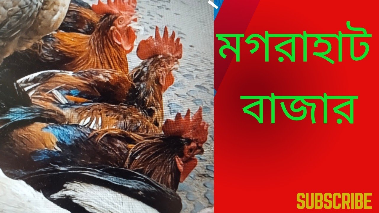 মগরাহাট হাঁসমুরগির হাট | সস্তায় বিভিন্ন প্রজাতির হাঁস ও মুরগি | Magrahat hen & duck market l#Dip