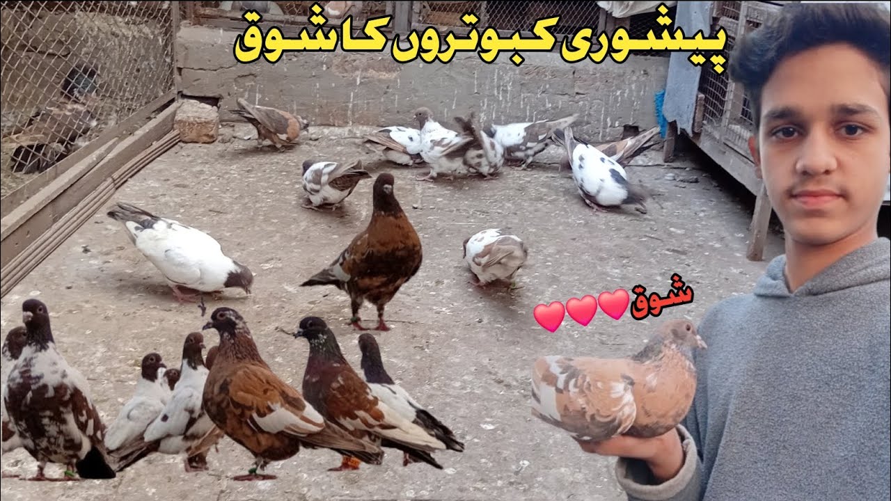 Pakistan ka top peshori pigeons setup||peshori kabutar breeding setup||kashif miraj pigeons setup 