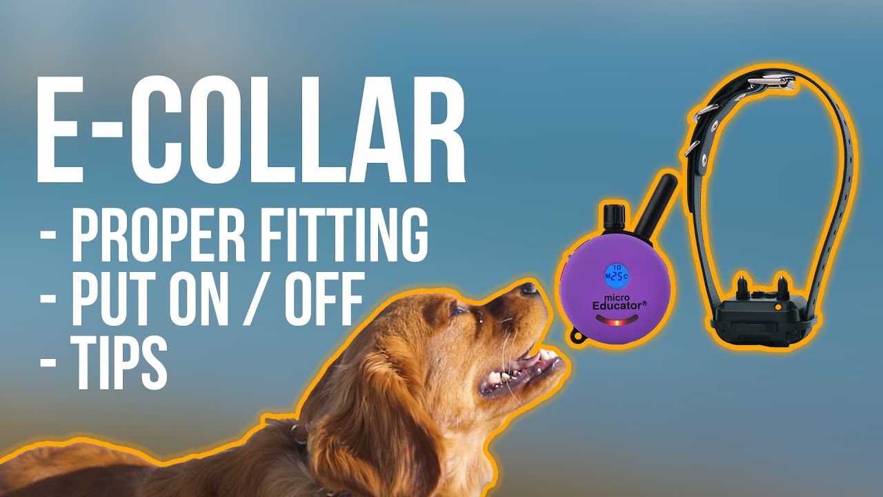 The RIGHT Way to Fit an E-COLLAR on Your Dog - The Noble Dogs Way