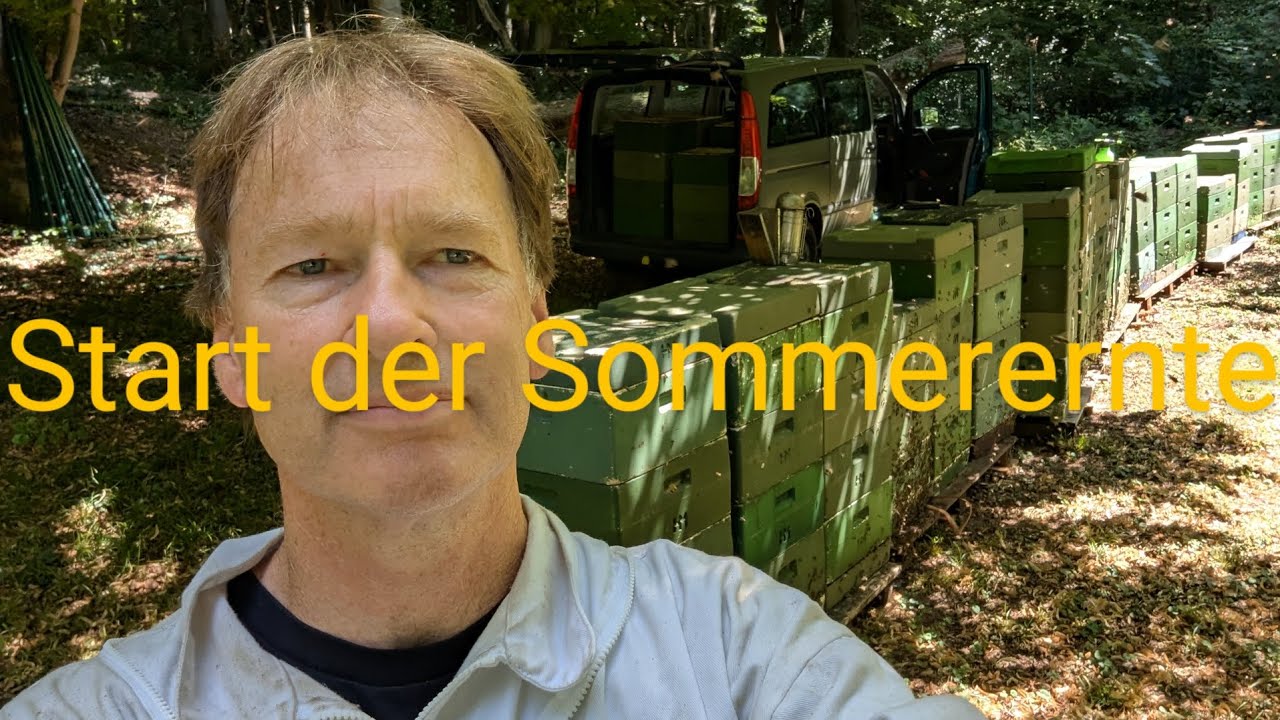 Start der Sommerernte nach der Lindenblüte, Völkerführung mit zwei Bruträumen