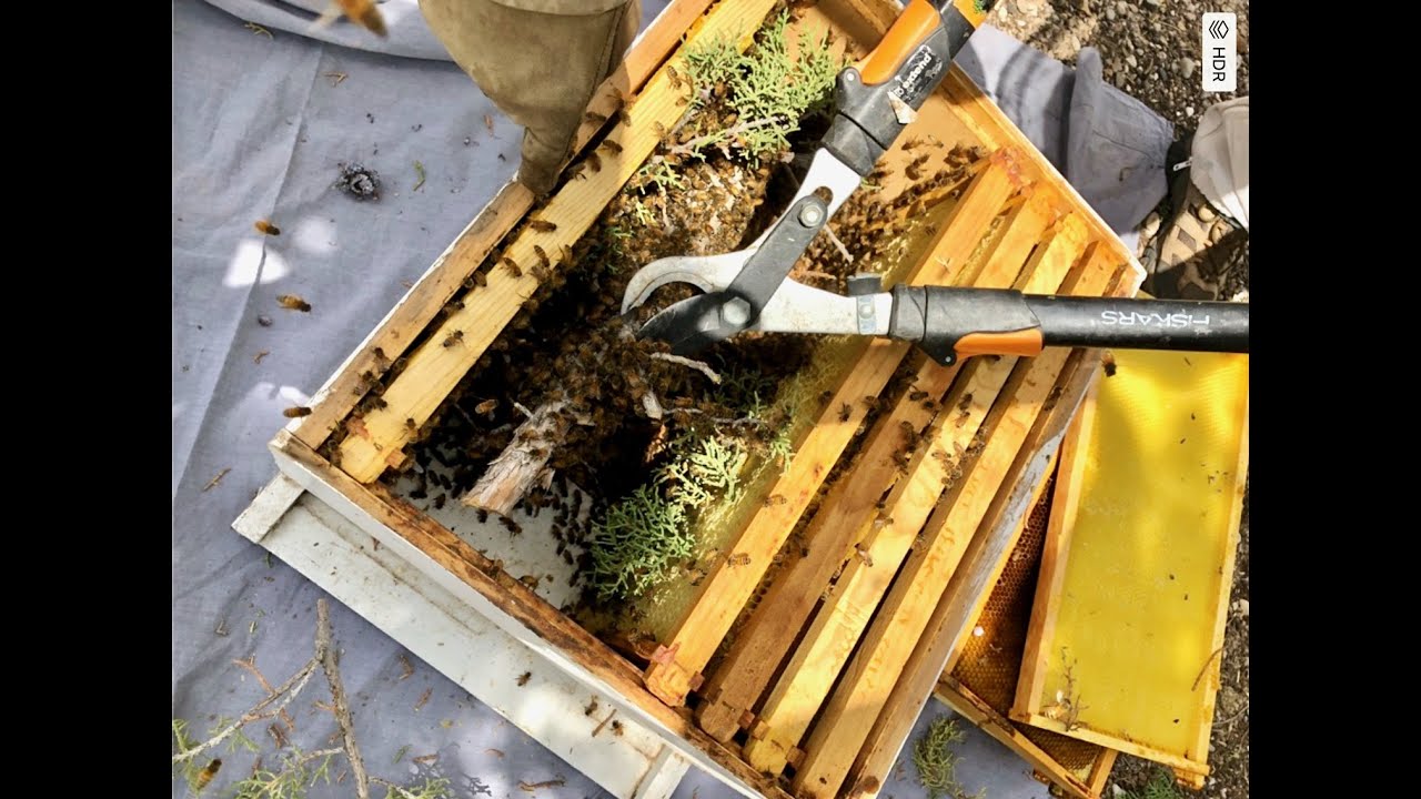 10 Ways to Catch A Swarm