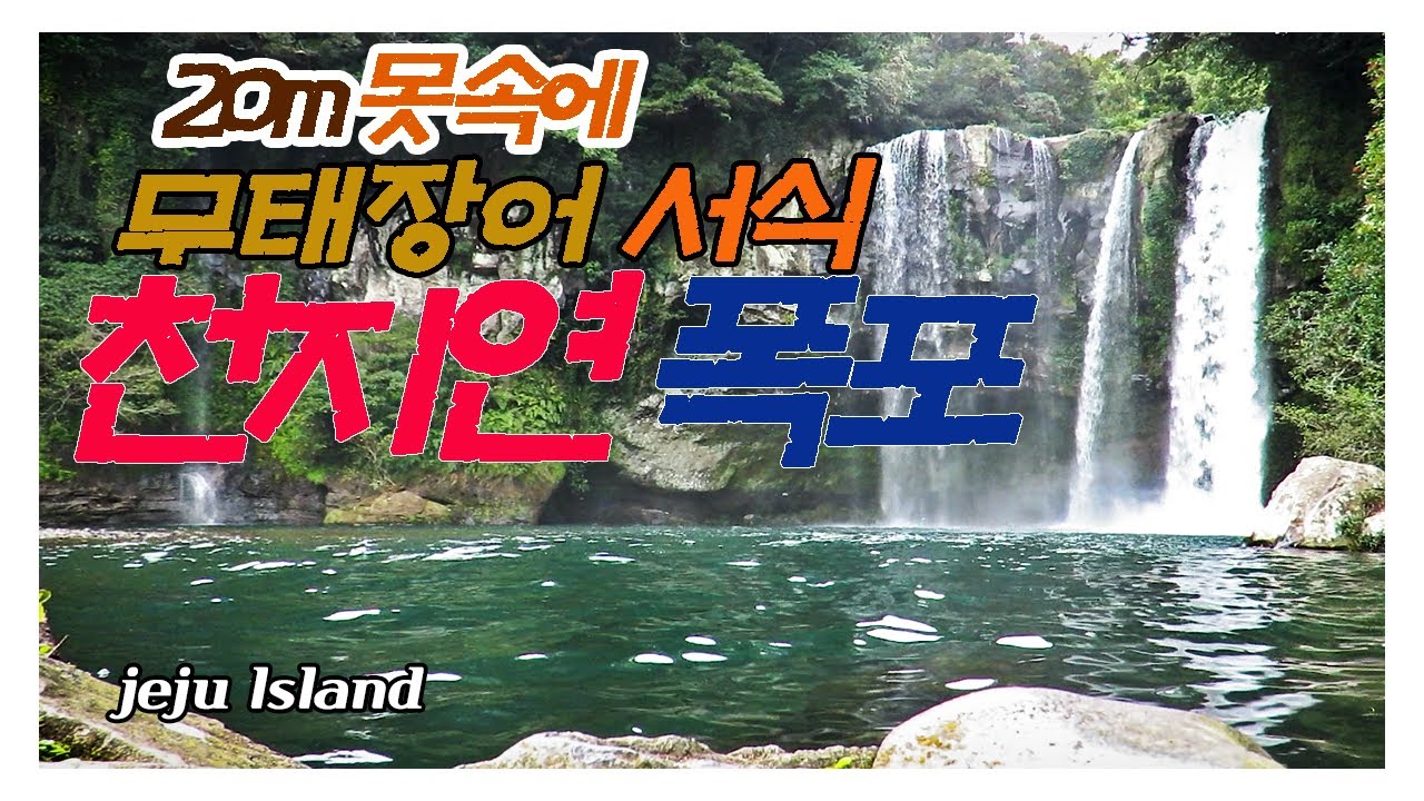 20m 연못 속에 무태장어(천연기념물 27호) 서식 제주명소 천지연폭포