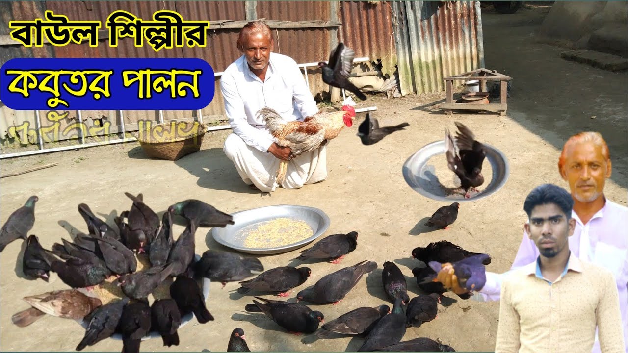 বাউল শিল্পীর কবুতর পালন |  kobutor palon poddoti |  ময়না কবুতর পালন পদ্ধতি