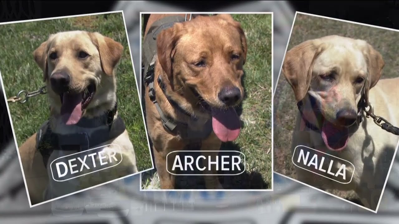 Explosives Detection K-9s - San Diego Sheriff's Office