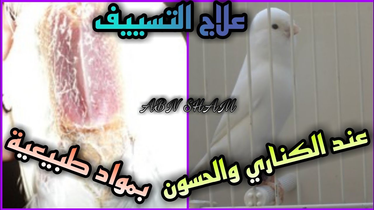 علاج التسييف طبيعي اسبابه وعلاجه عند الكناري والحسون