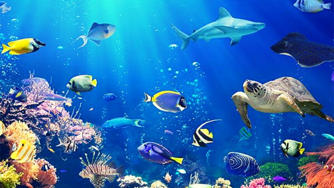Um mergulho no fundo do mar