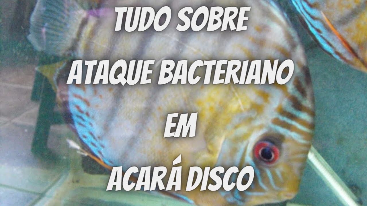 ATAQUE BACTERIANO ACAR&Aacute; DISCO COMO COMO TRATAR