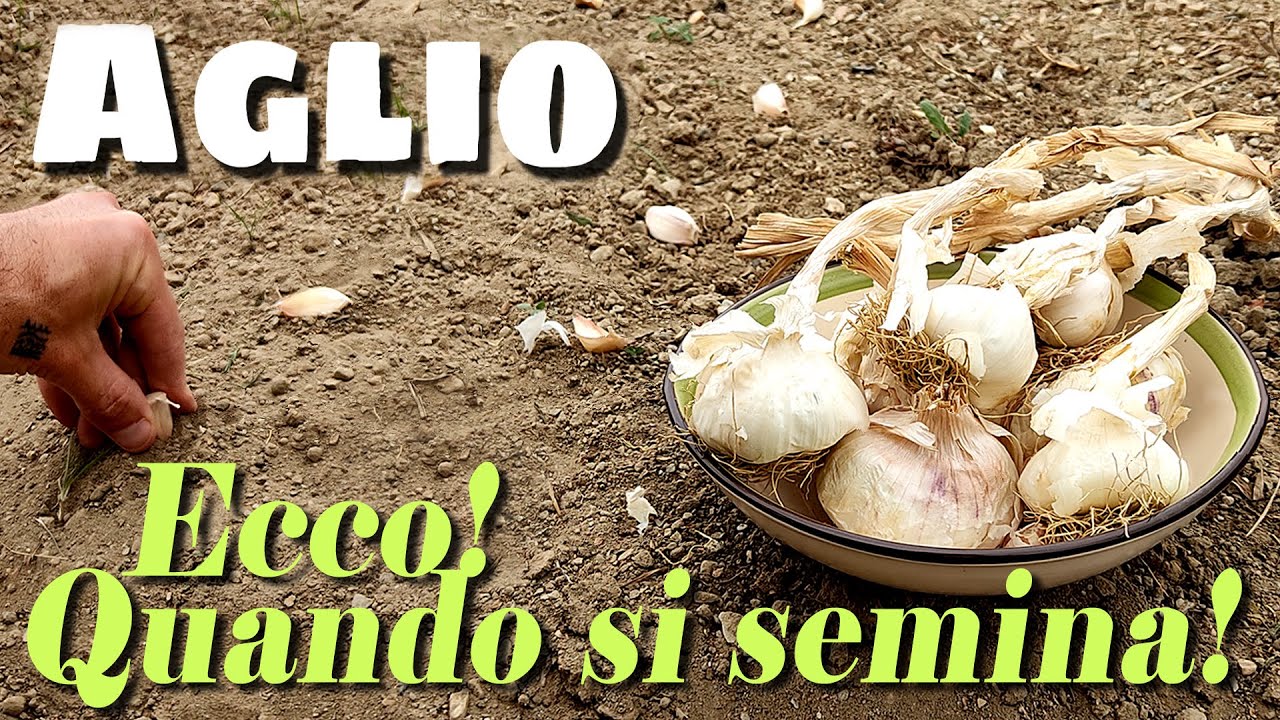 AGLIO | Quando SEMINARE L'AGLIO | Il periodo IDEALE