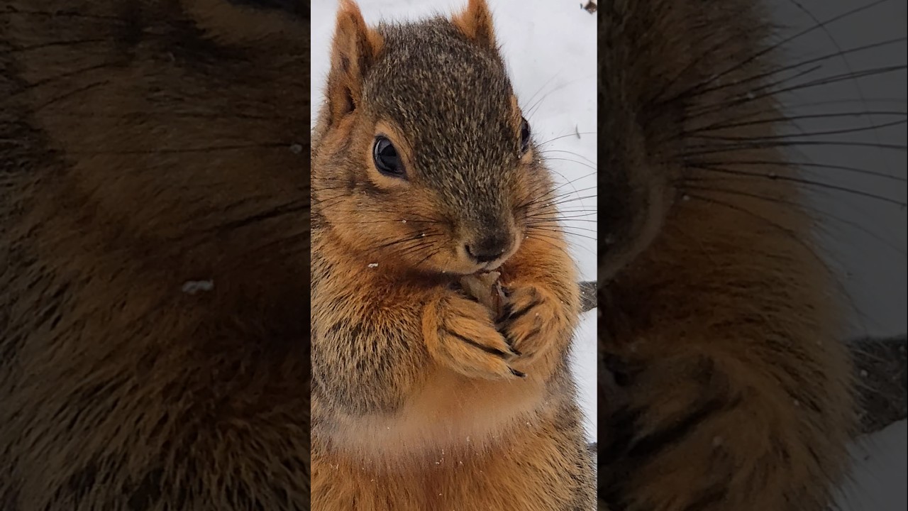Relaxing Squirrel Video | Fantastic Close-up 🐿