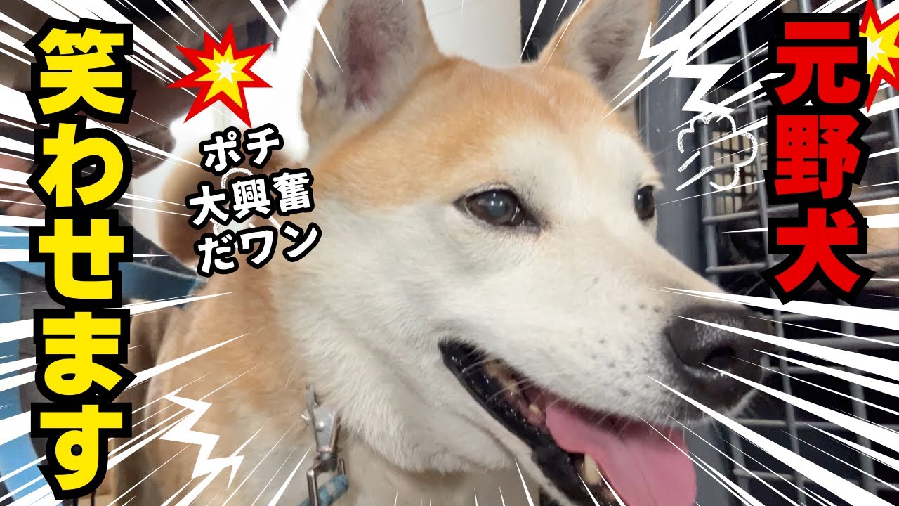 九州熊本の元野犬もかなり笑えます