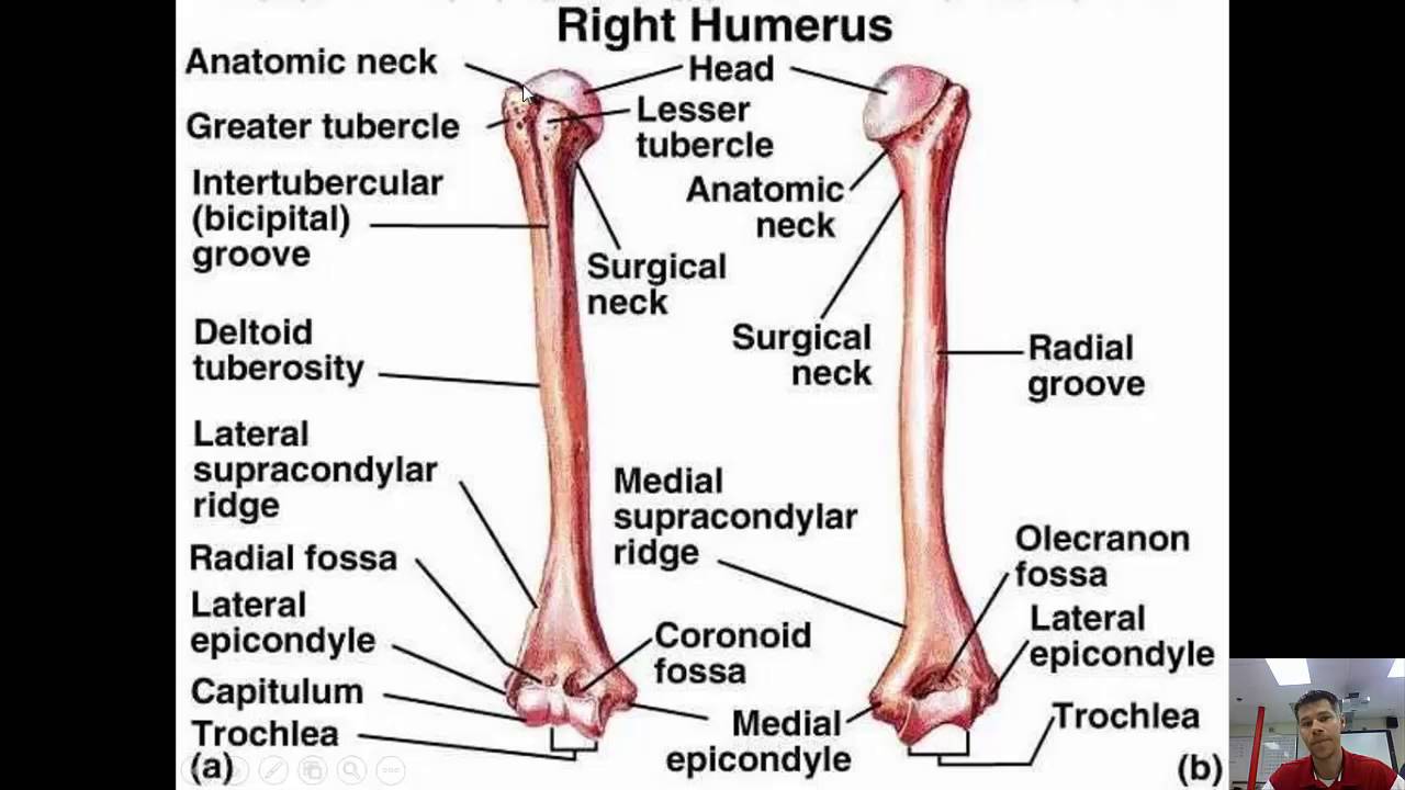 humerus review