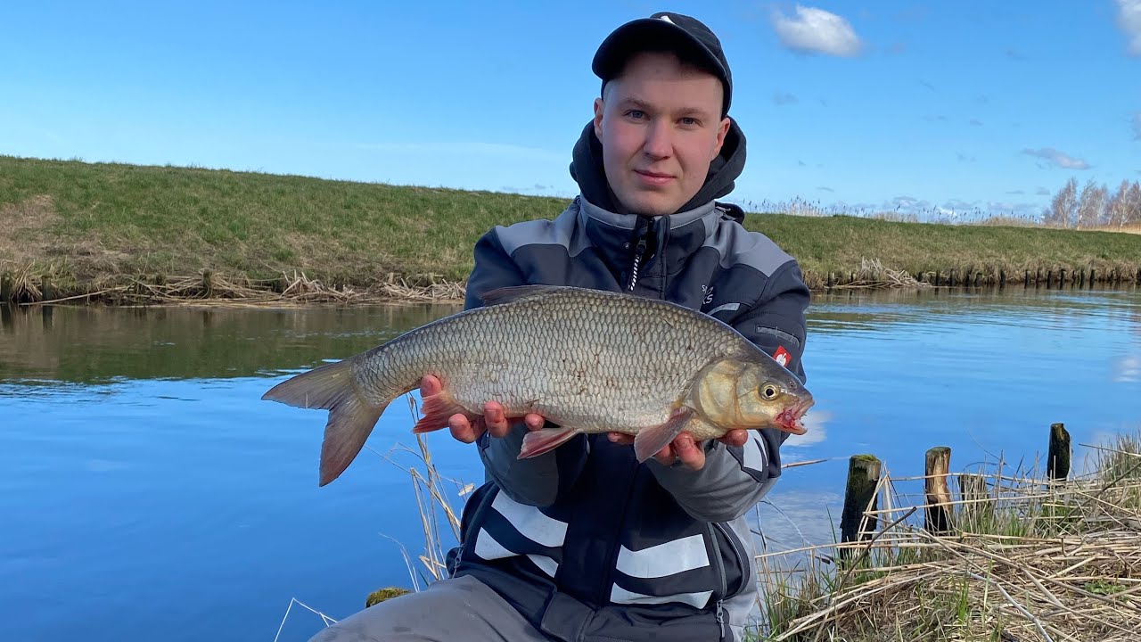 Grube wiosenne jazie na spławik