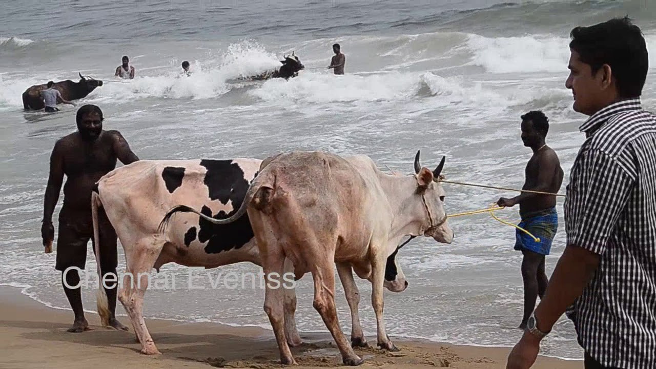 Preparation for Cattle Pongal | Mattu Pongal| Cattle getting bath | Marina Beach | Pongal celebratio