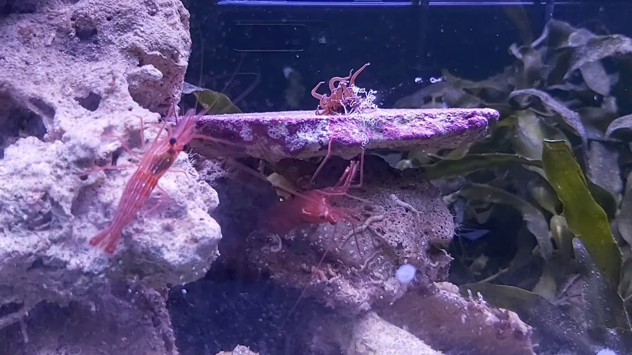 peppermint shrimp eating aiptasia
