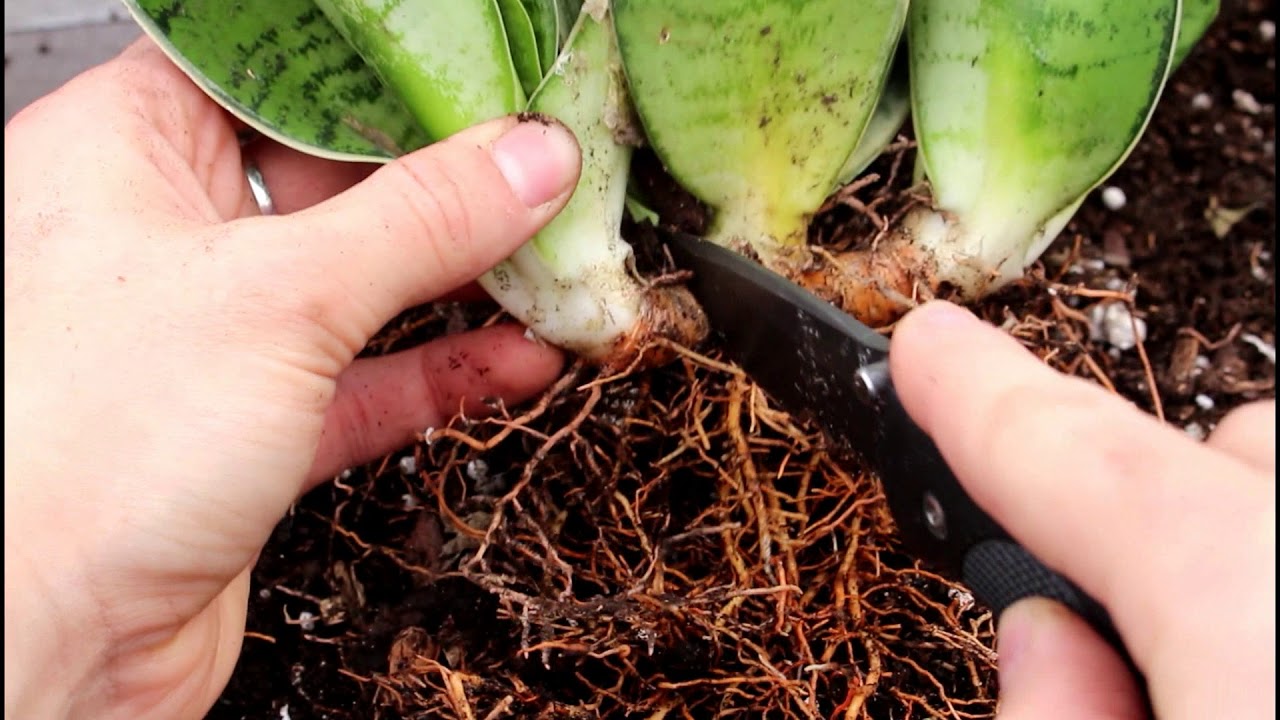 How to Dividing Your Snake Plant