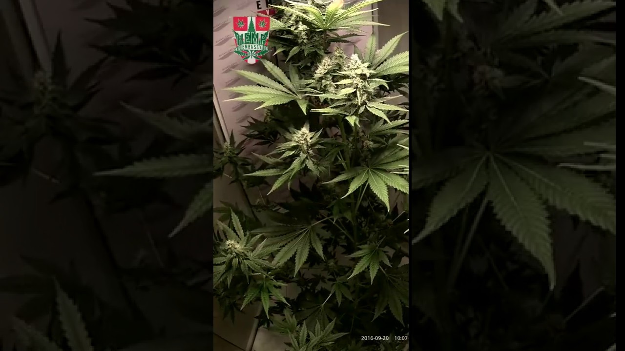 Super Skunk  63 days timelapse