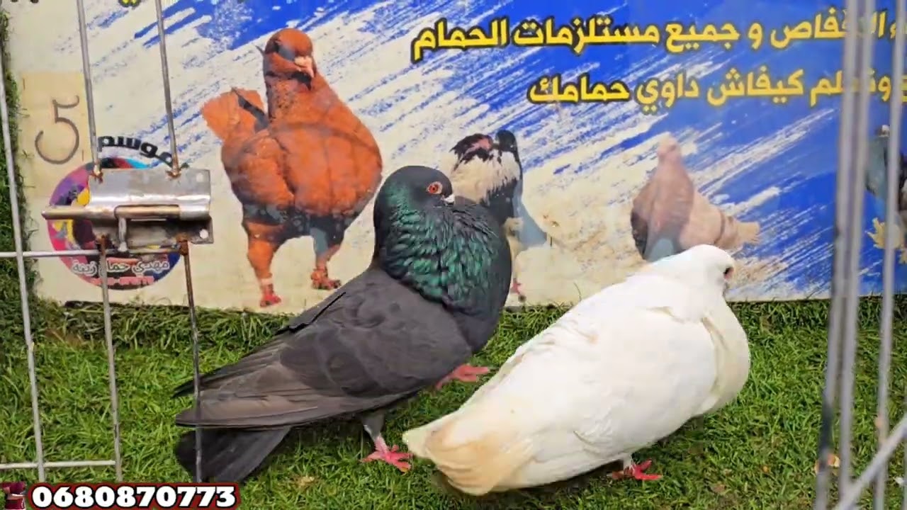عشاق سيفيانوس ✅️✅️🔜🔜💯