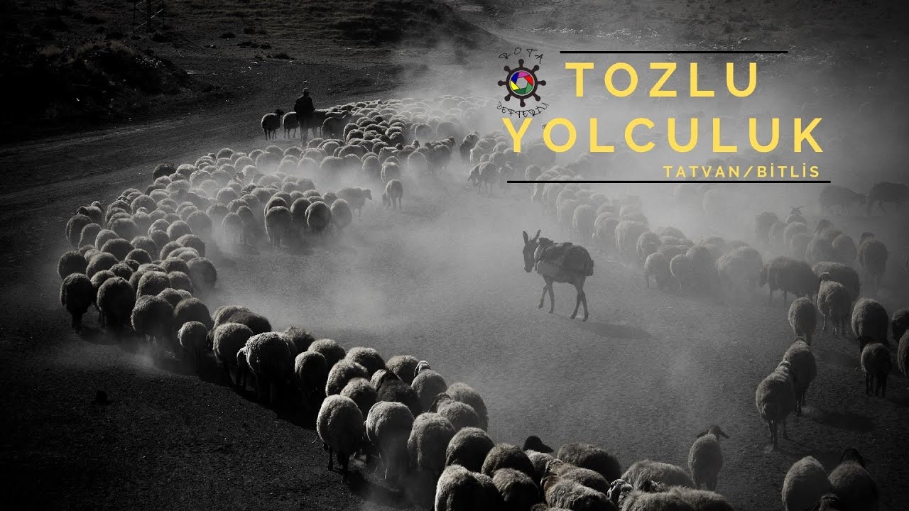 #sürü #tozluyolculuk #sürülerintozluyolculuğu SÜRÜLERİN TOZLU YOLCULUĞU.. Tatvan/BİTLİS