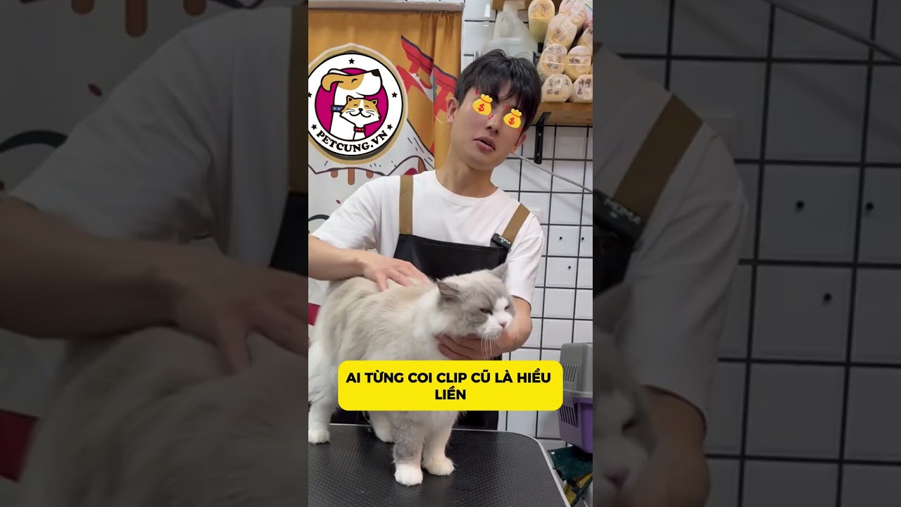 Th&ecirc;m Một B&eacute; Cực Hiền, Dễ Thương Tới Pet Cưng Đ&acirc;y, B&eacute; N&agrave;y 10 Điểm Kh&ocirc;ng C&oacute; Nhưng Lu&ocirc;n! #cat #pets