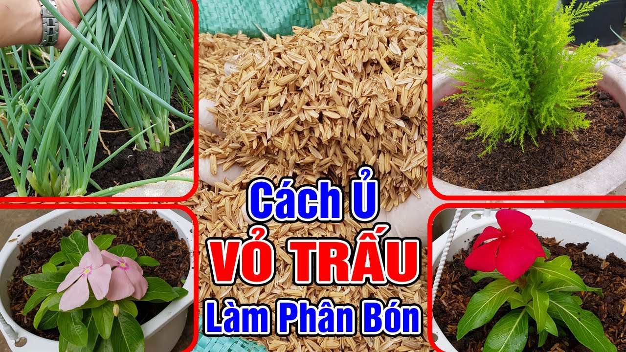 Cách ủ vỏ trấu làm phân bón trồng cây