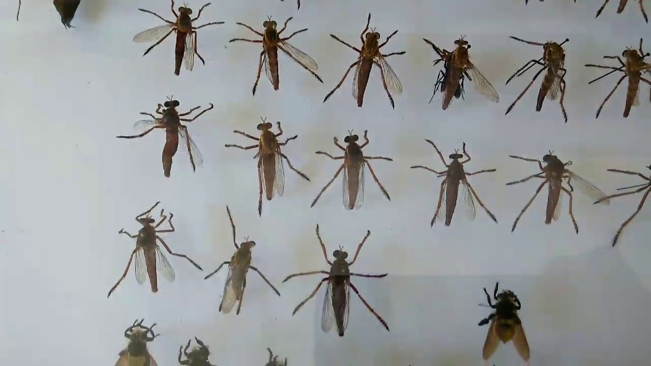 Museo de insectos en pine valley utah Miles de ejemplares gratis