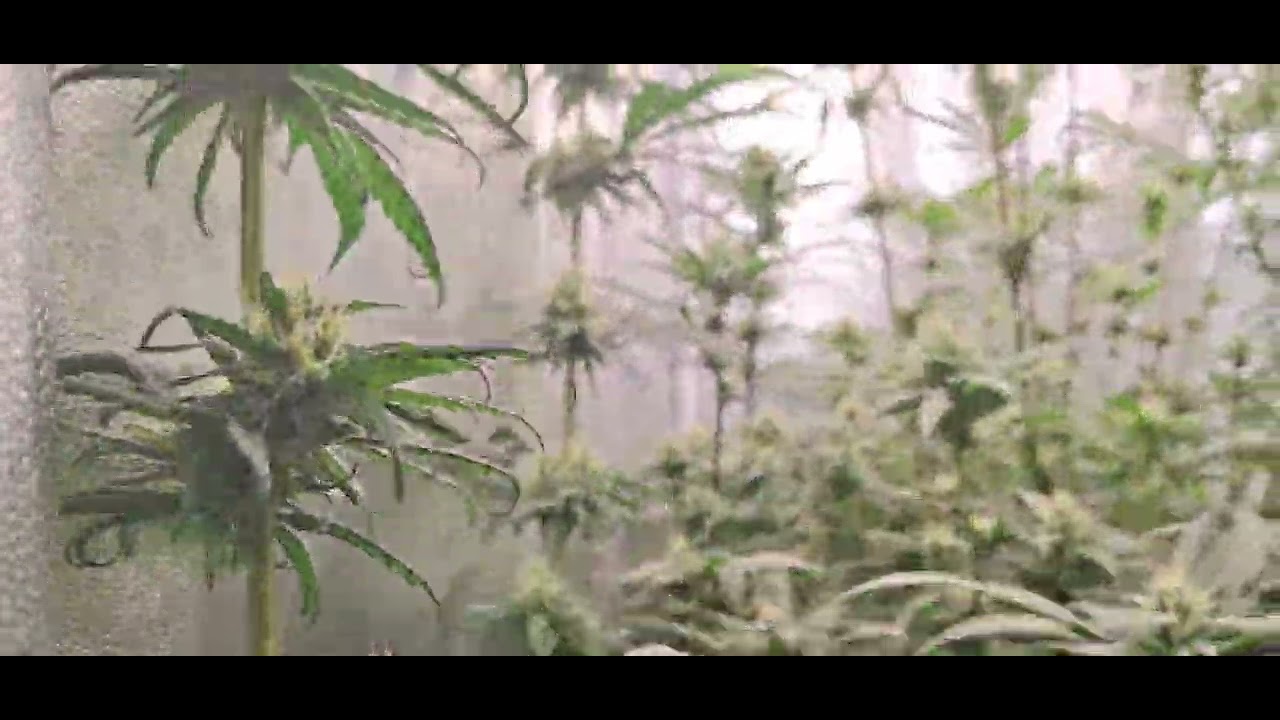Uk grow (cannabis) 🇬🇧 ,  broken fan 🫩 kmt. #420 #canabis_sativa #londonlife