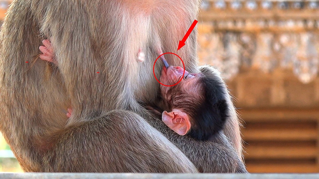 Newborn monkeys sleep, drink and suckle vigorously, taking your little one to dreamland.