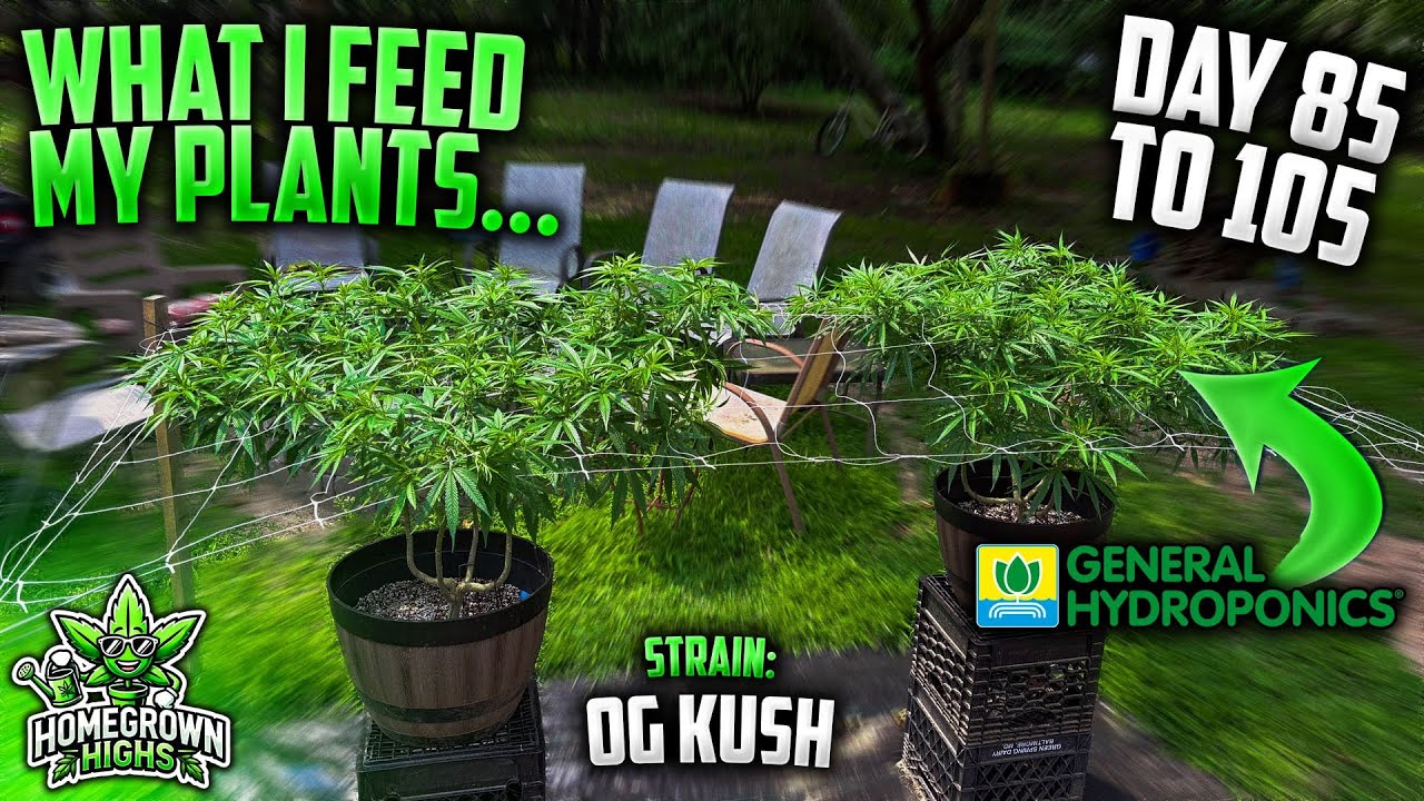 How I Feed My OG KUSH Outdoor Plants! | Day 85 to 105