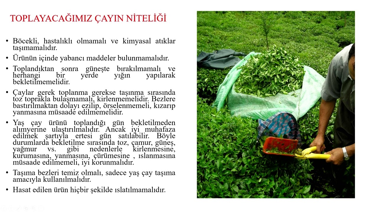 YAŞ ÇAY HASATININ DOGRU YAPILMASI-ÇAY İŞLETMELERİ GENEL MÜDÜRLÜĞÜ