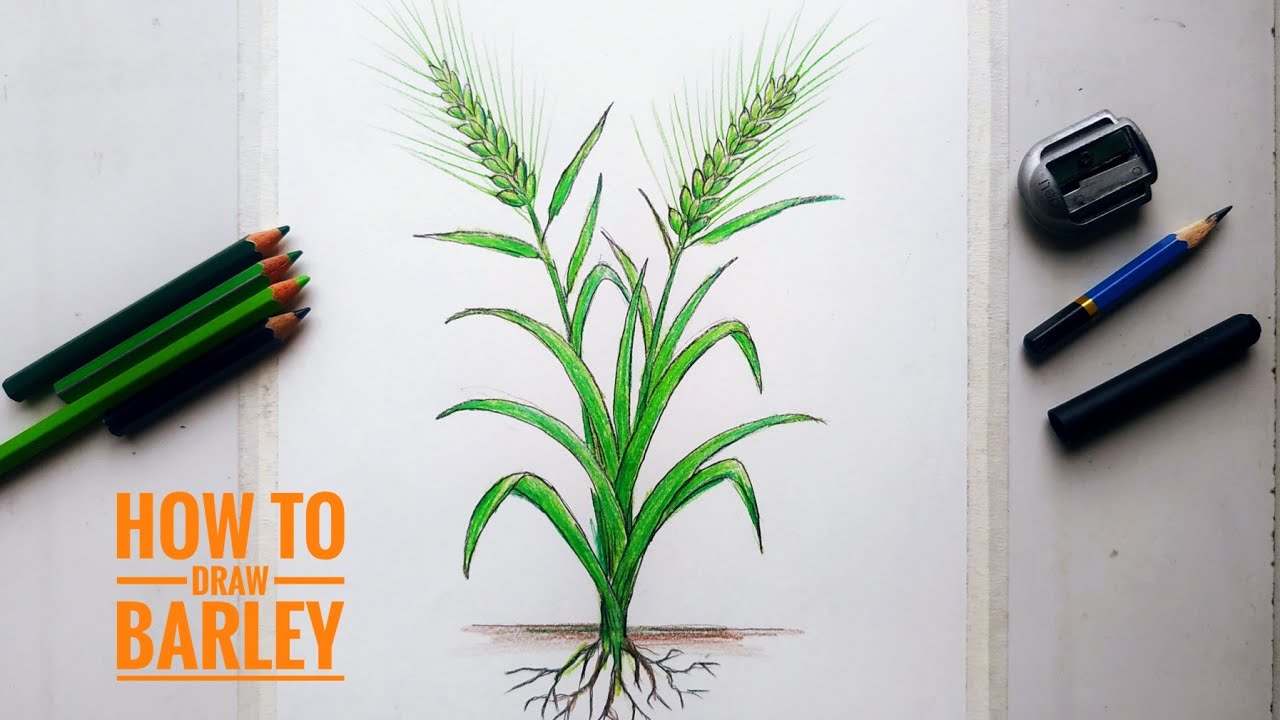 How to Draw barley tree Step by Step.