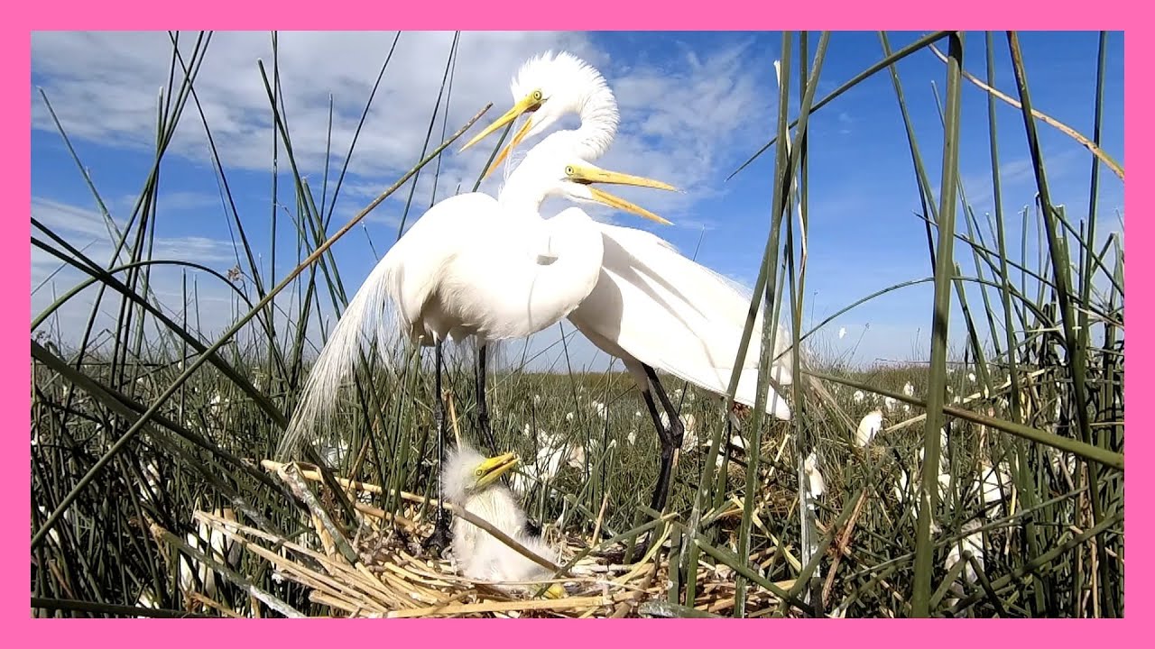 GREAT EGRET  /  GARZAS BLANCA crían a sus PICHONES * Ardea alba I Great Egret