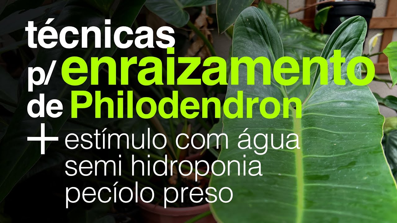 Técnicas de Enraizamento de Philodendron  - Plantas de Casa  | Jardineiros Urbanos por Flay
