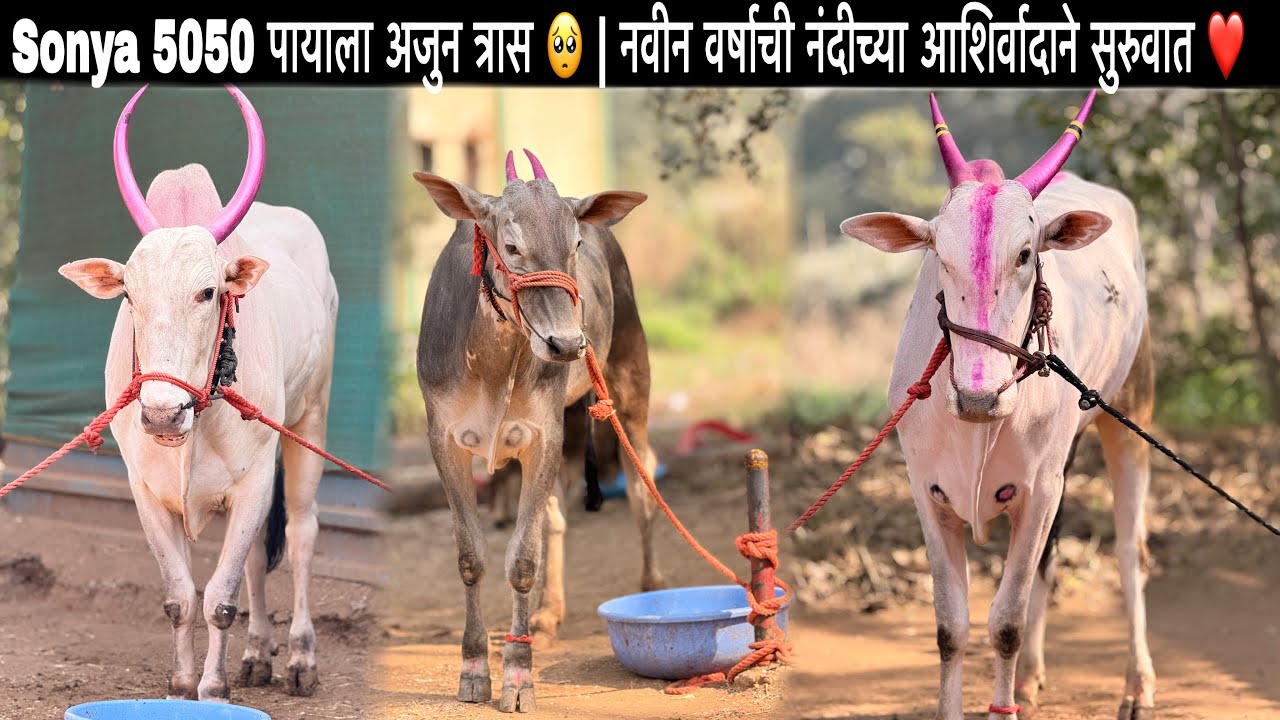 Sonya 5050 पायाला अजुन त्रास 🥺 | नवीन वर्षाची नंदीच्या आशिर्वादाने सुरुवात ❤️
