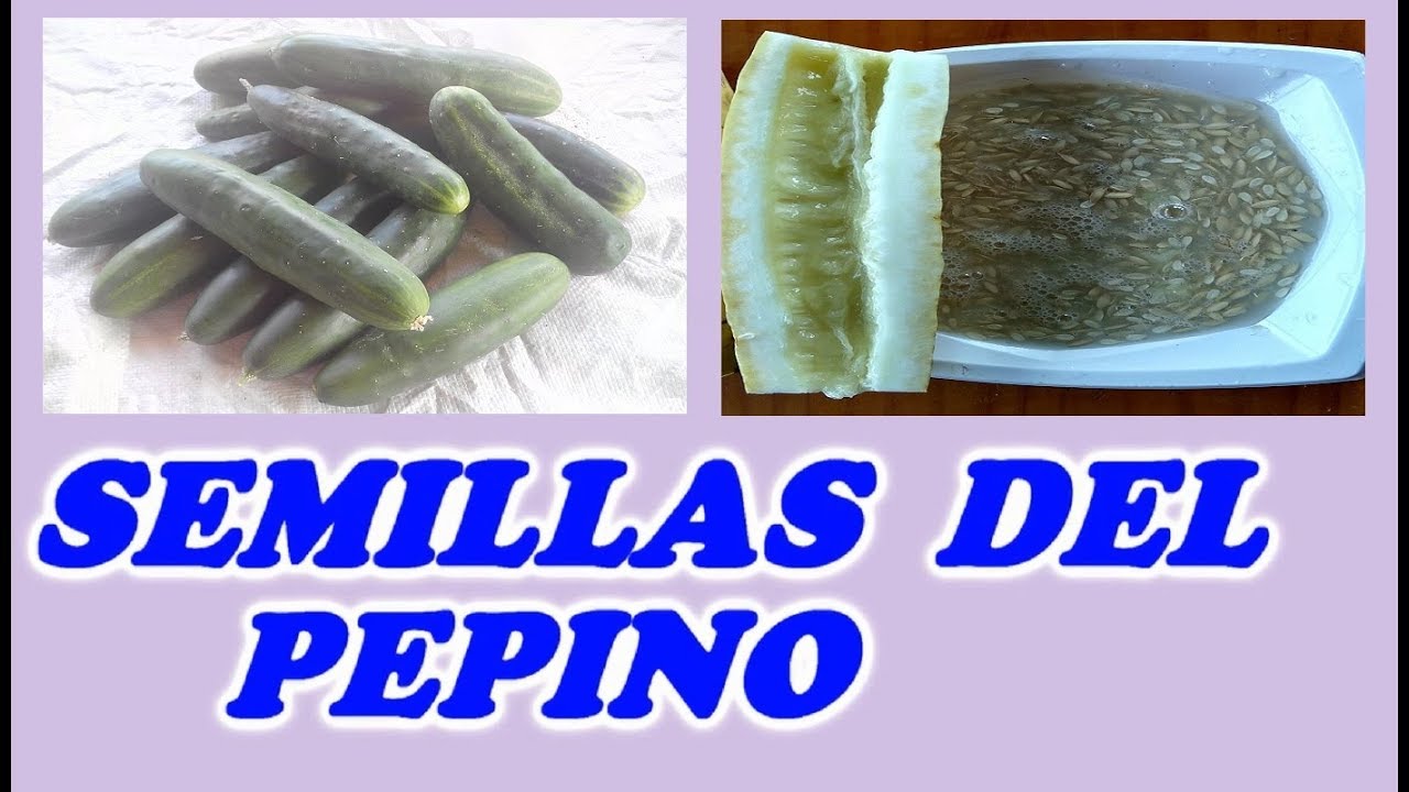 Como Obtener Semillas del Pepino // Todo Huerta y Jardín