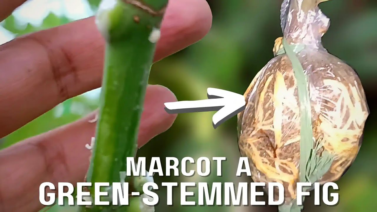 SECRET TO SUCCESS! How to Marcot Green-stemmed Fig Tree
