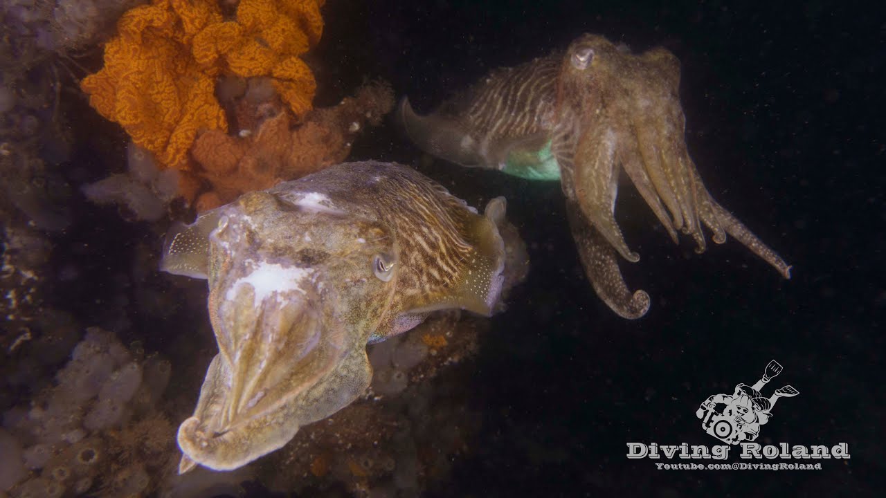 Duiken in Nederland, Oosterschelde, Zeeland 16 t/m 19-07-23
