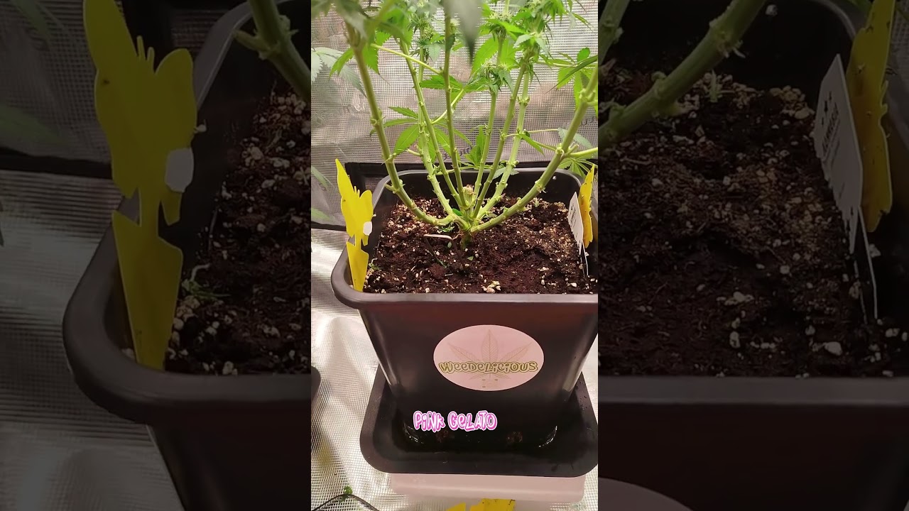 Day 66 Tropical Marker, Purple Kush, Pink Gelato #420 #indoorgarden #kannabia #spiderfarmerled #kush