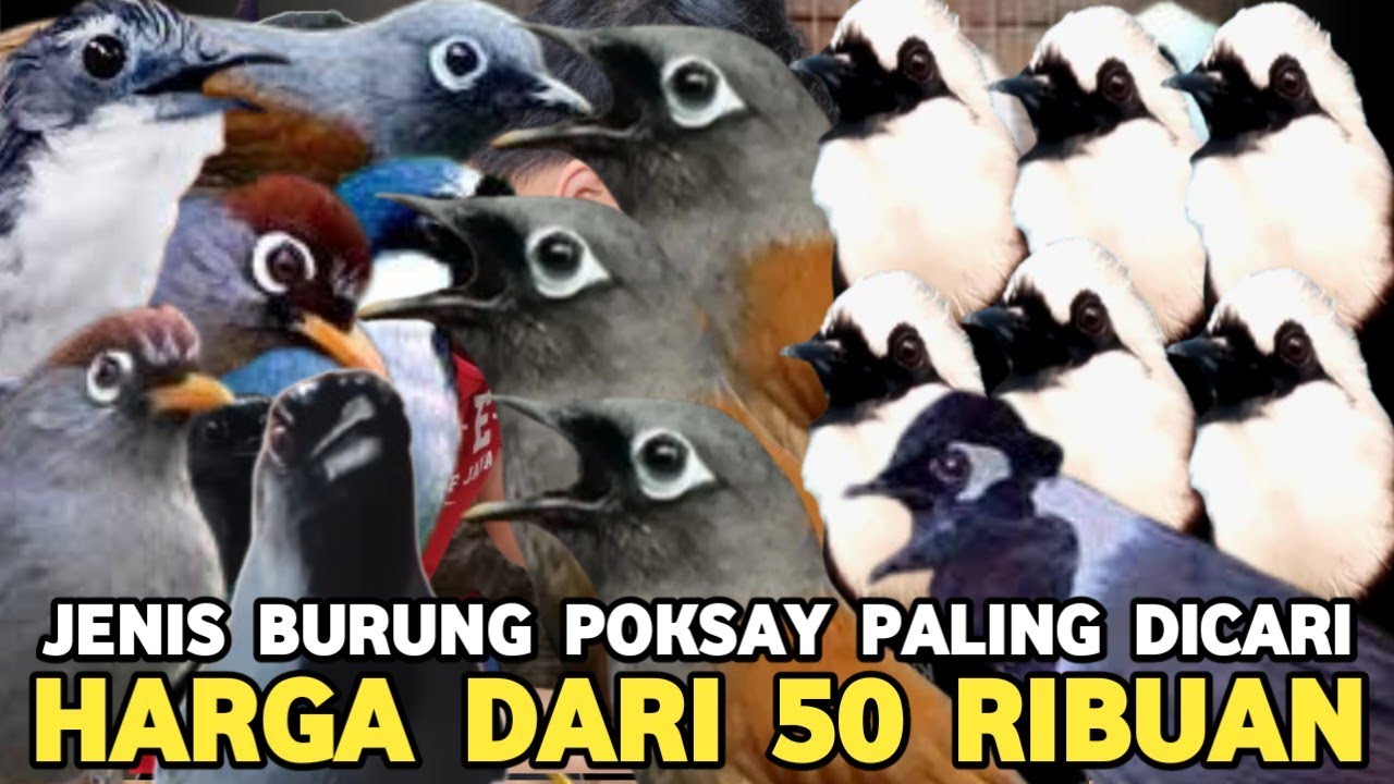 HARGA JENIS BURUNG POKSAY TERBAIK  BERIKUT SUARANYA DI PASAR BURUNG PRAMUKA