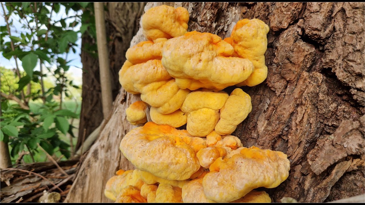 Pilze im Fr&uuml;hsommer 2022 - Schwefelporling, Goldmistpilz, Breitbl&auml;ttriger R&uuml;bling, Maiporling