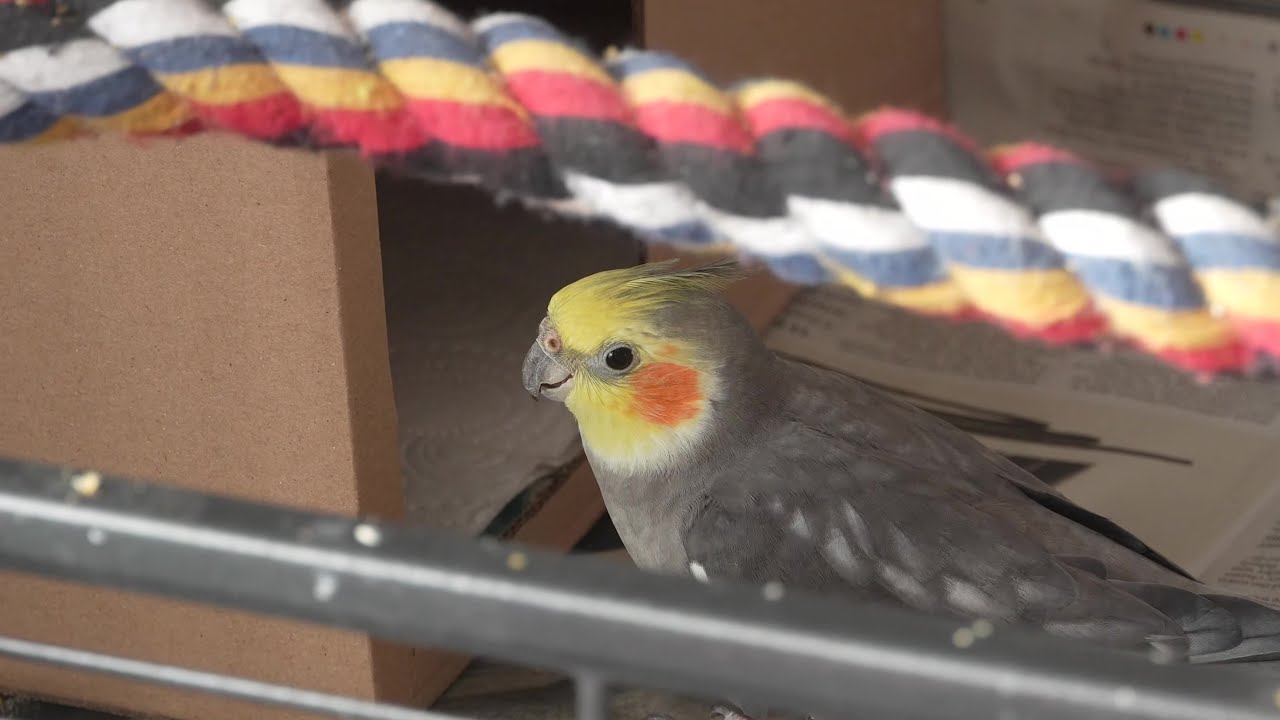 #Cockatiels Check Out a New #Nesting Box