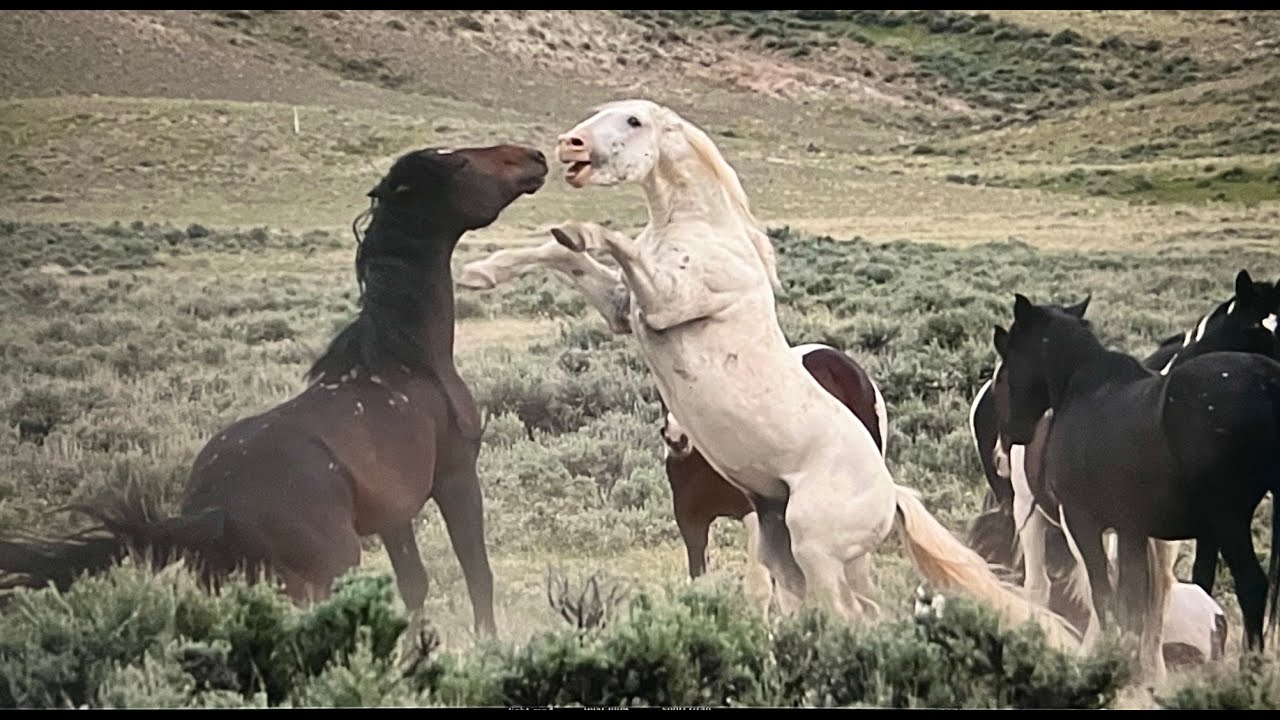 WILD HORSES OF AMERICA S2 E9 McCullough Peaks in Wyoming by Karen King