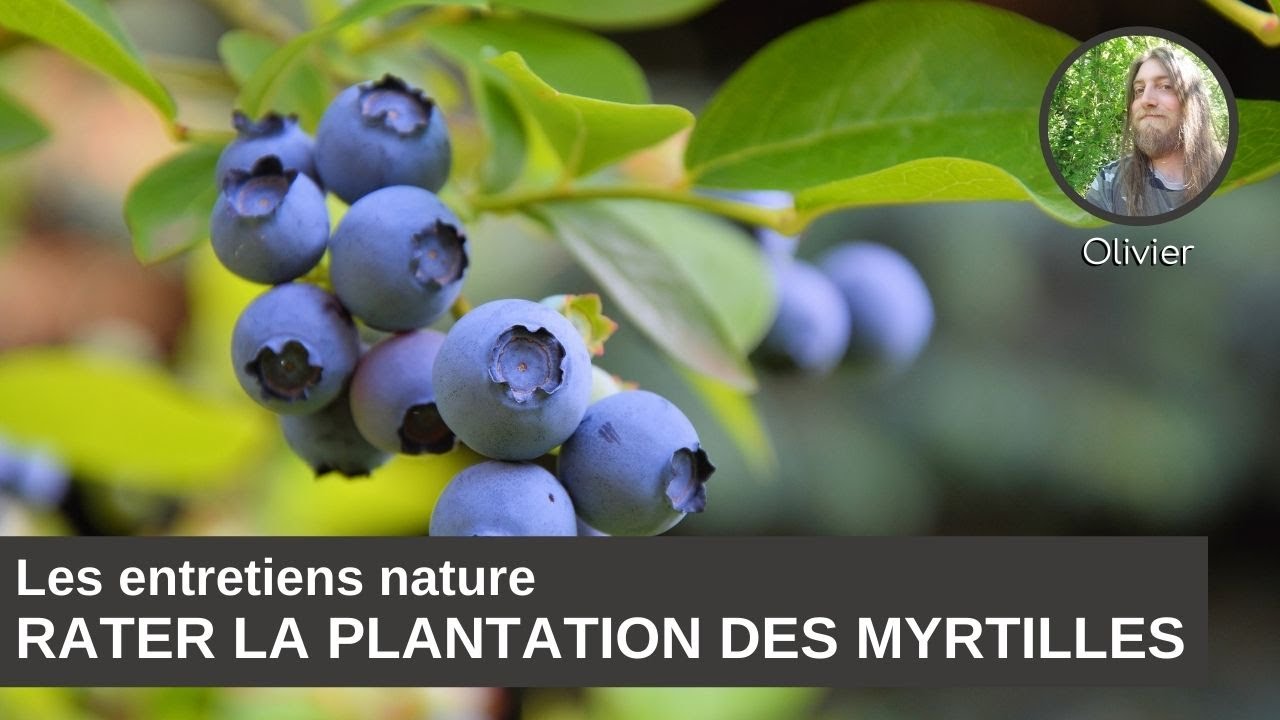 Les entretiens nature : comment louper la plantation son myrtillier ?