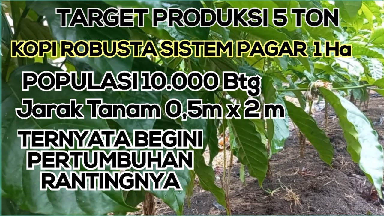 KOPI ROBUSTA SISTEM PAGAR