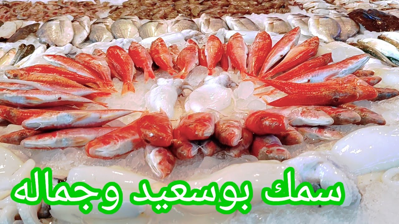 جوله فى سوق سمك بورسعيد الجديد💯واسعار السمك🐬توصيل للمنازل port said egypt