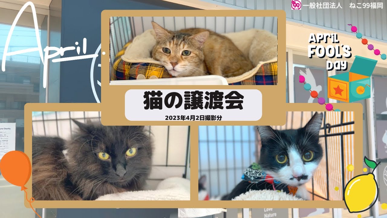 猫の譲渡会【2023年4月2日】総勢18匹😸 P2会場から🍀ねこ99福岡の里親募集